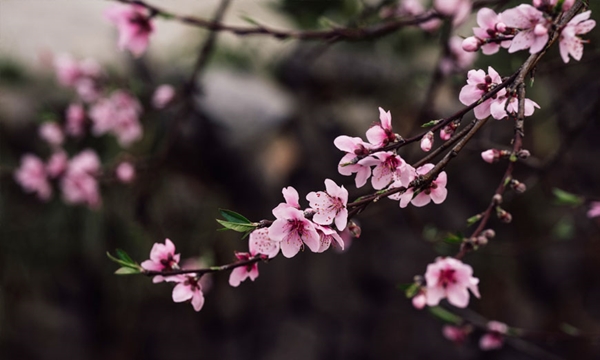 View - 	Spring in Lao Xa hamlet